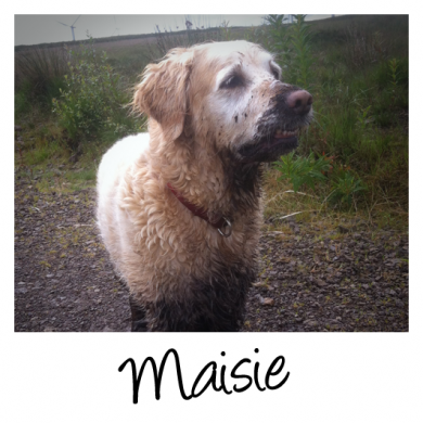 She might look regal, but this dirty dog LOVES to dive in muddy puddles…and the filthier the better.