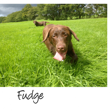 Look at those eyes! Who wouldn’t fall in love with the lovely Fudge. She’s as sweet as her name suggests and the perfect companion on every walk.