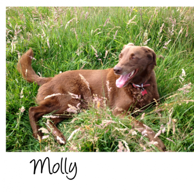Aaaaah, Molly. The sweetest, gentlest member of the Wag Lady pack. She’s super-fast but always comes back, usually with a loving lick for everyone.